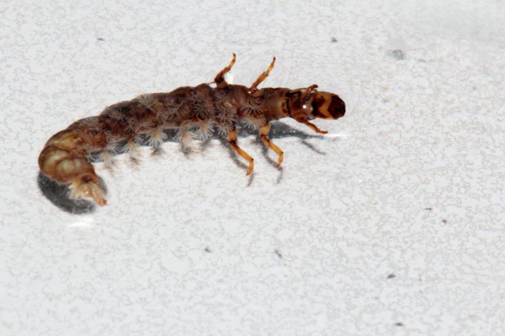 Tricotteri: foto di laboratorio da confermare